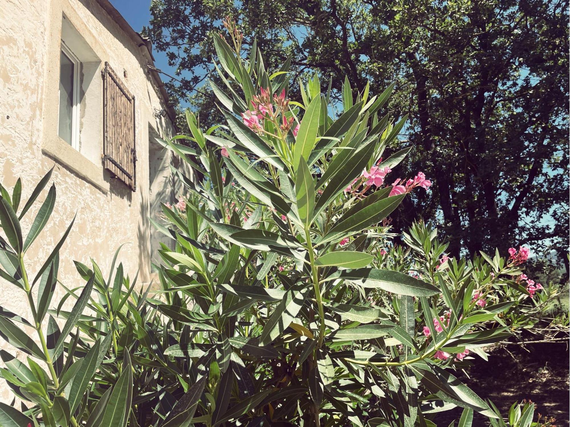 Appartement A La Campagne LʼIsle-sur-la-Sorgue Exteriör bild